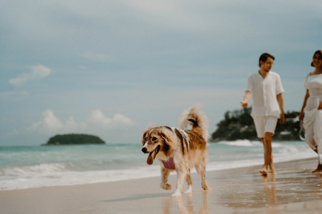Pets in the City: The Rise of Pet-Friendly Dubai